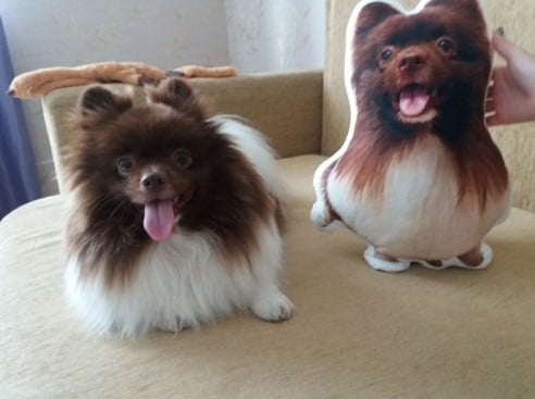 Custom Pet Pillows